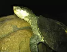 Elsay belogorlae, edinstvena želva, ki je sposobna dihati plen, je ogrožena zaradi izginotja